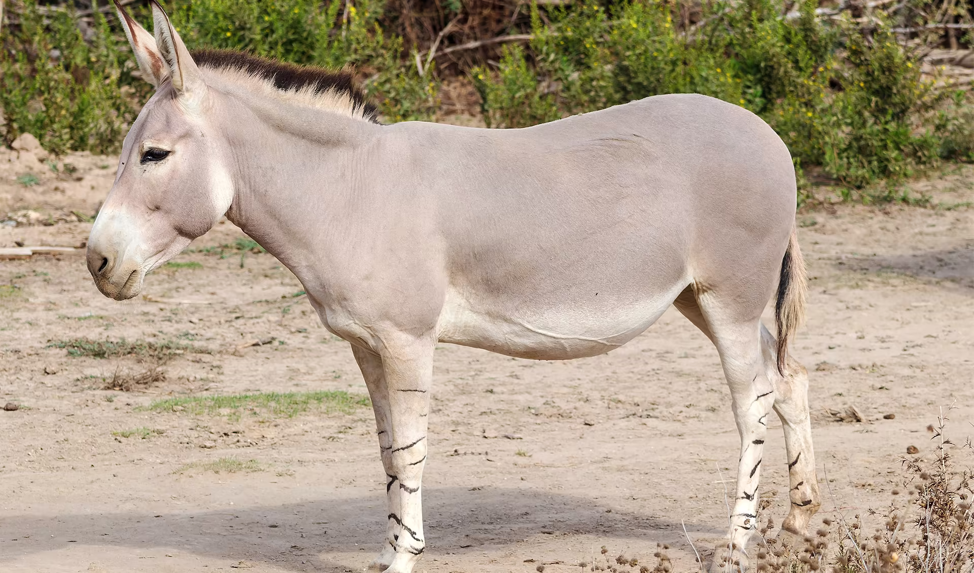 Devuni Maatalalo Adavi Gaadida దేవుని మాటలలో అడవి గాడిద The wild ass in the words of God Sutotal