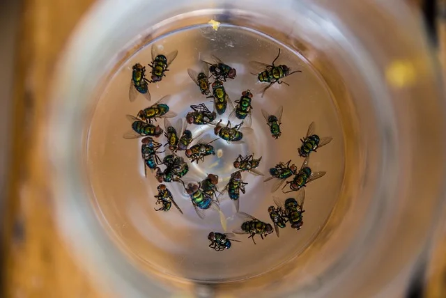 Chachchina Eegala Valana Chedu Vaasana చచ్చిన ఈగల వలన చెడు వాసన Stinking Savour because of Dead Flies Sutotal