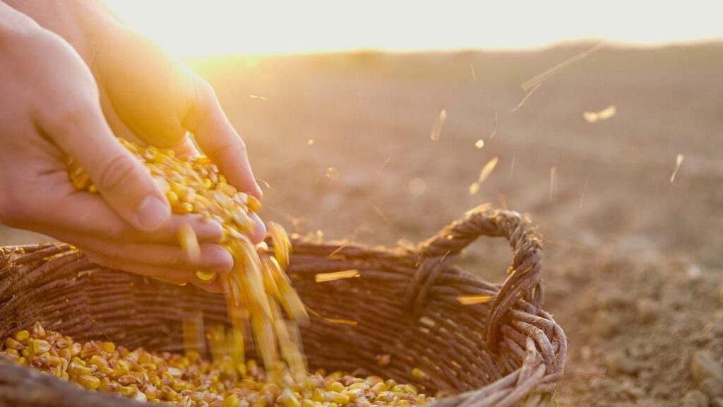 Karavu Kaalamulo Devuni Poshana కరవు కాలములో దేవుని పోషణ God's nourishment in times of famine Sutotal